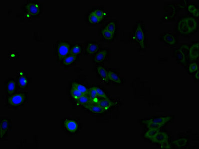 Immunofluorescent analysis of HepG2 cells using CDSN Antibody at dilution of 1:100 and Alexa Fluor 488-congugated AffiniPure Goat Anti-Rabbit IgG(H+L)Rabbit anti-Human CDSN Polyclonal Antibody