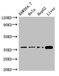 Western Blot | Positive WB detected in: RAW264.7 whole cell lysate, Hela whole cell lysate, HepG2 whole cell lysate, Mouse liver tissue | All lanes: CDX4 antibody at 3μg/ml | Secondary | Goat polyclonal to rabbit IgG at 1/50000 dilution | Predicted band size: 31 kDa | Observed band size: 37 kDaRabbit anti-Human CDX4 Polyclonal Antibody