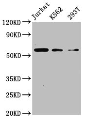 Western Blot  | Positive WB detected in: Jurkat whole cell lysate, K562 whole cell lysate, 293T whole cell lysate  | All lanes: CFLAR antibody at 4µg/ml  | Secondary  | Goat polyclonal to rabbit IgG at 1/50000 dilution  | Predicted band size: 56, 26, 42, 28, 52, 51, 40, 31, 35, 53, 34, 24, 50, 45 kDa  | Observed band size: 56 kDaRabbit anti-Human CFLAR Polyclonal Antibody
