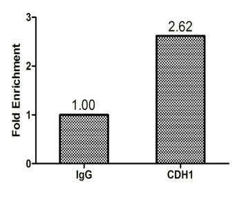 Chromatin Immunoprecipitation Hela (1.1*106) were cross-linked with formaldehyde, sonicated, and immunoprecipitated with 4μg anti-CDH1 or a control normal rabbit IgG. The resulting ChIP DNA was quantified tissue using real-time PCR with primers (the antibody against the RPL30 promoter.Rabbit anti-Human CHD1 Polyclonal Antibody