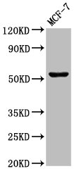 Western Blot  | Positive WB detected in: MCF-7 whole cell lysate  | All lanes: CHKA antibody at 3µg/ml  | Secondary  | Goat polyclonal to rabbit IgG at 1/50000 dilution  | Predicted band size: 53, 51 kDa  | Observed band size: 53 kDaRabbit anti-Human CHKA Polyclonal Antibody