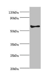 Western blot | All lanes: Muscarinic acetylcholine receptor M3 antibody at 2μg/ml + Hela whole cell lysate | Secondary | Goat polyclonal to rabbit IgG at 1/10000 dilution | Predicted band size: 66 kDa | Observed band size: 66 kDaRabbit anti-Human CHRM3 Polyclonal Antibody