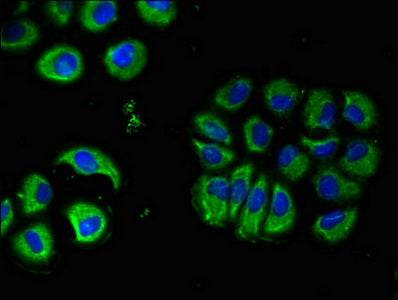 Immunofluorescent analysis of A549 cells using CHRM5 Antibody at dilution of 1:100 and Alexa Fluor 488-congugated AffiniPure Goat Anti-Rabbit IgG(H+L)Rabbit anti-Human CHRM5 Polyclonal Antibody