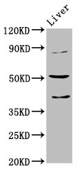 Western Blot | Positive WB detected in: Mouse liver tissue | All lanes: CHRNB3 antibody at 5.1μg/ml | Secondary | Goat polyclonal to rabbit IgG at 1/50000 dilution | Predicted band size: 53 kDa | Observed band size: 53 kDaRabbit anti-Human CHRNB3 Polyclonal Antibody