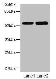 Western blot  | All lanes: CHRNE antibody at 1.87µg/ml  | Lane 1: Hela whole cell lysate  | Lane 2: HepG2 whole cell lysate  | Secondary  | Goat polyclonal to rabbit IgG at 1/10000 dilution  | Predicted band size: 55 kDa  | Observed band size: 55 kDaRabbit anti-Human CHRNE Polyclonal Antibody
