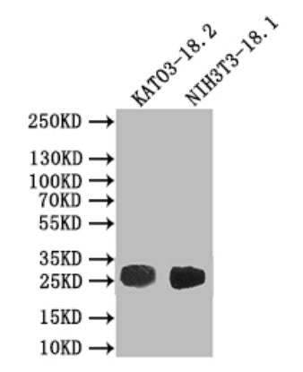 Western BlotPositive WB detected in: KATO3-18.2 whole cell lysate, NIH3T3-18.1 whole cell lysateAll lanes: CLDN18 antibody at 1:500SecondaryGoat polyclonal to rabbit IgG at 1/50000 dilutionPredicted band size: 28 kDaObserved band size: 28 kDaRabbit anti-Human CLDN18 Polyclonal Antibody