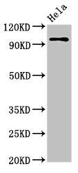 Western Blot | Positive WB detected in: Hela whole cell lysate | All lanes: CLOCK antibody at 3.5μg/ml | Secondary | Goat polyclonal to rabbit IgG at 1/50000 dilution | Predicted band size: 96 kDa | Observed band size: 96 kDaRabbit anti-Human CLOCK Polyclonal Antibody