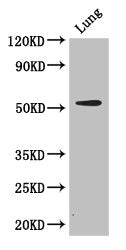 Western Blot | Positive WB detected in: Mouse lung tissue | All lanes: CORO1A antibody at 2.7μg/ml | Secondary | Goat polyclonal to rabbit IgG at 1/50000 dilution | Predicted band size: 52 kDa | Observed band size: 52 kDaRabbit anti-Human CORO1A Polyclonal Antibody