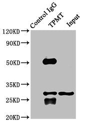 Immunoprecipitating TPMT in K562 whole cell lysate  | Lane 1: Rabbit control IgG instead of TPMT Antibody in K562 whole cell lysate. For western blotting, a HRP-conjugated Protein G antibody was used as the secondary antibody (1/2000)  | Lane 2: TPMT Antibody (8µg) + K562 whole cell lysate (500µg)  | Lane 3: K562 whole cell lysate (10µg)Rabbit anti-Human TPMT Polyclonal Antibody