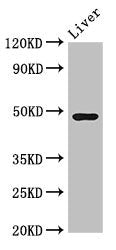 Western Blot | Positive WB detected in: Mouse liver tissue | All lanes: CPB2 antibody at 3.4μg/ml | Secondary | Goat polyclonal to rabbit IgG at 1/50000 dilution | Predicted band size: 49, 41 kDa | Observed band size: 49 kDaRabbit anti-Human CPB2 Polyclonal Antibody