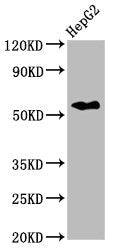 Western Blot  | Positive WB detected in: HepG2 whole cell lysate  | All lanes: CPNE3 antibody at 2.6µg/ml  | Secondary  | Goat polyclonal to rabbit IgG at 1/50000 dilution  | Predicted band size: 61 kDa  | Observed band size: 61 kDa