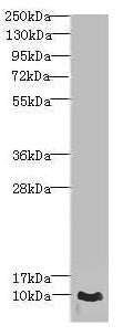Western blot  | All lanes: CRIP1 antibody at 1.44µg/ml + PC-3 whole cell lysate  | Secondary  | Goat polyclonal to rabbit IgG at 1/10000 dilution  | Predicted band size: 9 kDa  | Observed band size: 9 kDaRabbit anti-Human CRIP1 Polyclonal Antibody