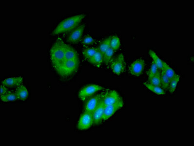 Immunofluorescent analysis of HepG2 cells using CRIPT Antibody at dilution of 1:100 and Alexa Fluor 488-congugated AffiniPure Goat Anti-Rabbit IgG(H+L)Rabbit anti-Human CRIPT Polyclonal Antibody