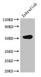 Western Blot  | Positive WB detected in: Zebrafish tissue  | All lanes: CS antibody at 3µg/ml  | Secondary  | Goat polyclonal to rabbit IgG at 1/50000 dilution  | Predicted band size: 52 kDa  | Observed band size: 52 kDaRabbit anti-Human CS Polyclonal Antibody