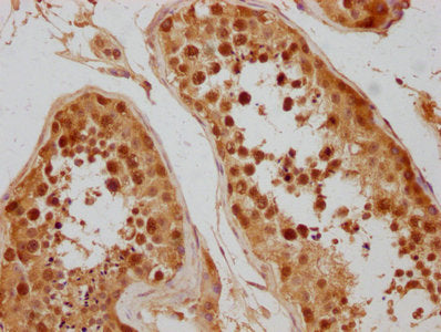 IHC image of CSE1L Antibody diluted at 1:300 and staining in paraffin-embedded human testis tissue performed on a Leica BondTM system. After dewaxing and hydration, antigen retrieval was mediated by high pressure in a citrate buffer (pH 6.0). Section was blocked with 10% normal goat serum 30min at RT. Then primary antibody (1% BSA) was incubated at 4°C overnight. The primary is detected by a biotinylated secondary antibody and visualized using an HRP conjugated SP system.Rabbit anti-Human CSE1L Polyclonal Antibody