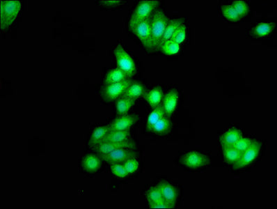 Immunofluorescence staining of HepG2 cells with CSNK1D Antibody at 1:333, counter-stained with DAPI. The cells were fixed in 4% formaldehyde, permeabilized using 0.2% Triton X-100 and blocked in 10% normal Goat Serum. The cells were then incubated with the antibody overnight at 4°C. The secondary antibody was Alexa Fluor 488-congugated AffiniPure Goat Anti-Rabbit IgG(H+L).Rabbit anti-Human CSNK1D Polyclonal Antibody
