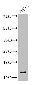 Western Blot  | Positive WB detected in: THP-1 whole cell lysate  | All lanes: CSTA antibody at 5.3µg/ml  | Secondary  | Goat polyclonal to rabbit IgG at 1/50000 dilution  | Predicted band size: 12 kDa  | Observed band size: 12 kDaRabbit anti-Human CSTA Polyclonal Antibody
