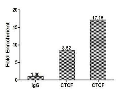 Chromatin Immunoprecipitation Hela (1.2*106) were cross-linked with formaldehyde, sonicated, and immunoprecipitated with 4μg anti-CTCF or a control normal rabbit IgG. The resulting ChIP DNA was quantified using real-time PCR with primers (the antibody against the H19ICR promoter.Rabbit anti-Human CTCF Polyclonal Antibody