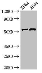 Western Blot  | Positive WB detected in: K562 whole cell lysate, A549 whole cell lysate  | All lanes: CELF2 antibody at 3µg/ml  | Secondary  | Goat polyclonal to rabbit IgG at 1/50000 dilution  | Predicted band size: 55, 53, 56 kDa  | Observed band size: 55 kDa