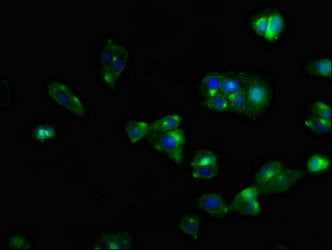 Immunofluorescent analysis of HepG2 cells using CXCR5 Antibody at dilution of 1:100 and Alexa Fluor 488-congugated AffiniPure Goat Anti-Rabbit IgG(H+L)Rabbit anti-Human CXCR5 Polyclonal Antibody