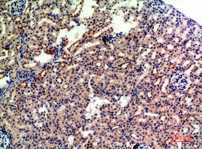 Immunohistochemical analysis of paraffin-embedded mouse-kidney, antibody was diluted at 1:200Rabbit anti-Human GYPA Polyclonal Antibody