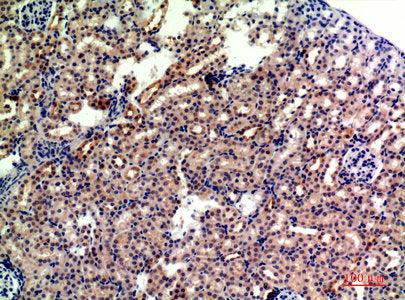 Immunohistochemical analysis of paraffin-embedded mouse-kidney, antibody was diluted at 1:200Rabbit anti-Human GYPA Polyclonal Antibody