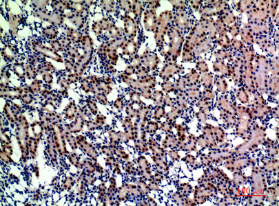 Immunohistochemical analysis of paraffin-embedded rat-kidney, antibody was diluted at 1:200Rabbit anti-Human ENPEP Polyclonal Antibody