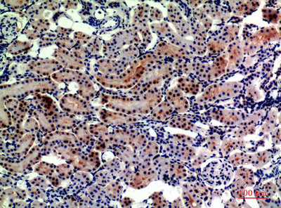 Immunohistochemical analysis of paraffin-embedded rat-kidney, antibody was diluted at 1:200Rabbit anti-Human ENPEP Polyclonal Antibody