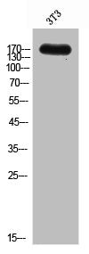 Western Blot analysis of NIH-3T3 cells using CD206 Polyclonal Antibody