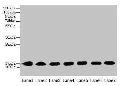 Western blot  | All lanes: CYB5B antibody at 0.8µg/ml  | Lane 1: HepG2 whole cell lysate  | Lane 2: Mouse liver tissue  | Lane 3: Mouse heart tissue  | Lane 4: Hela whole cell lysate  | Lane 5: U87 whole cell lysate  | Lane 6: EC109 whole cell lysate  | Lane 7: A549 whole cell lysate  | Secondary  | Goat polyclonal to rabbit IgG at 1/10000 dilution  | Predicted band size: 17 kDa  | Observed band size: 17 kDaRabbit anti-Human CYB5B Polyclonal Antibody