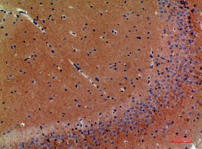 Immunohistochemical analysis of paraffin-embedded mouse-brain, antibody was diluted at 1:200Rabbit anti-Human NRG3 Polyclonal Antibody