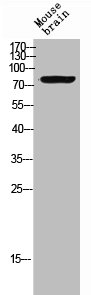 Western Blot analysis of MOUSE-BRAIN cells using Neuregulin-3 Polyclonal AntibodyRabbit anti-Human NRG3 Polyclonal Antibody