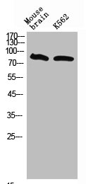 Western Blot analysis of mouse brain K562 cells using Neuregulin-3 Polyclonal AntibodyRabbit anti-Human NRG3 Polyclonal Antibody