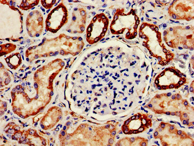 IHC image of CYCS Antibody diluted at 1:200 and staining in paraffin-embedded human kidney tissue performed on a Leica BondTM system. After dewaxing and hydration, antigen retrieval was mediated by high pressure in a citrate buffer (pH 6.0). Section was blocked with 10% normal goat serum 30min at RT. Then primary antibody (1% BSA) was incubated at 4°C overnight. The primary is detected by a biotinylated secondary antibody and visualized using an HRP conjugated SP system.Rabbit anti-Human CYCS Polyclonal Antibody