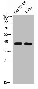 Western Blot analysis of HepG2-UV L929 cells using BMP-2 Polyclonal Antibody