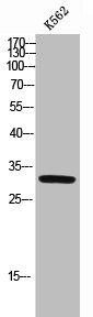 Western Blot analysis of K562 cells using p57 Polyclonal AntibodyRabbit anti-Human CDKN1C Polyclonal Antibody