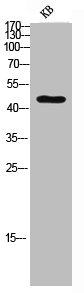 Western blot analysis of KB lysis using p57 antibody.Rabbit anti-Human CDKN1C Polyclonal Antibody