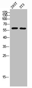 Western blot analysis of 293T 3T3 lysis using p57 antibody.Rabbit anti-Human CDKN1C Polyclonal Antibody