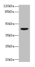 Western blot  | All lanes: DAPK2 antibody at 6µg/ml + Mouse brain tissue  | Secondary  | Goat polyclonal to rabbit IgG at 1/10000 dilution  | Predicted band size: 43, 56 kDa  | Observed band size: 43 kDaRabbit anti-Human DAPK2 Polyclonal Antibody