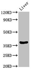Western Blot  | Positive WB detected in: Rat liver tissue  | All lanes: DDO antibody at 3.5μg/ml  | Secondary  | Goat polyclonal to rabbit IgG at 1/50000 dilution  | Predicted band size: 38, 31, 41, 34 kDa  | Observed band size: 38 kDaRabbit anti-Human DDO Polyclonal Antibody