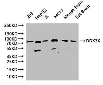 Western Blot  | Positive WB detected in: K562 whole cell lysate, Jurkat whole cell lysate, MCF-7 whole cell lysate, Rat brain tissue, Rat heart tissue, Mouse liver tissue, Mouse kidney tissue  | All lanes: DDX3X antibody at 3µg/ml  | Secondary  | Goat polyclonal to rabbit IgG at 1/50000 dilution  | Predicted band size: 74, 72 kDa  | Observed band size: 74 kDaRabbit anti-Human DDX3X Polyclonal Antibody