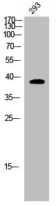 Western Blot analysis of COS7 cells using DNAM-1 Polyclonal AntibodyRabbit anti-Human CD226 Polyclonal Antibody