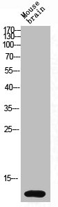 Western Blot analysis of mouse-brain cells using DNAM-1 Polyclonal AntibodyRabbit anti-Human CD226 Polyclonal Antibody