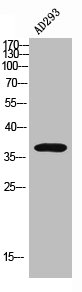 Western Blot analysis of AD293 using DNAM-1 Polyclonal AntibodyRabbit anti-Human CD226 Polyclonal Antibody