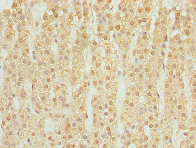 Immunohistochemistry of paraffin-embedded human adrenal gland tissue using DHRS3 Antibody at dilution of 1:100Rabbit anti-Human DHRS3 Polyclonal Antibody