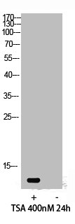 Western Blot analysis of 293 cells using Acetyl-Histone H4 (K12) Polyclonal Antibody