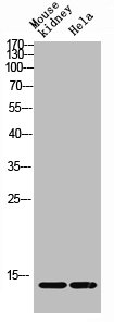 Western blot analysis of Mouse-kidney HELA lysis using Acetyl-Histone H4 (K12) antibody.