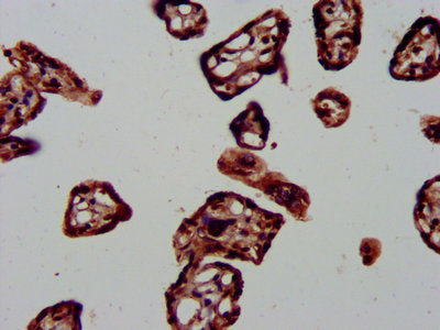 IHC image of DNAJA1 Antibody diluted at 1:1000 and staining in paraffin-embedded human placenta tissue performed on a Leica BondTM system. After dewaxing and hydration, antigen retrieval was mediated by high pressure in a citrate buffer (pH 6.0). Section was blocked with 10% normal goat serum 30min at RT. Then primary antibody (1% BSA) was incubated at 4°C overnight. The primary is detected by a biotinylated secondary antibody and visualized using an HRP conjugated SP system.Rabbit anti-Human DNAJA1 Polyclonal Antibody