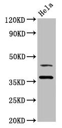 Western Blot | Positive WB detected in: Hela whole cell lysate | All lanes: DNAJA1 antibody at 3.4μg/ml | Secondary | Goat polyclonal to rabbit IgG at 1/50000 dilution | Predicted band size: 45, 38 kDa | Observed band size: 45, 38 kDaRabbit anti-Human DNAJA1 Polyclonal Antibody