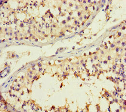 Immunohistochemistry of paraffin-embedded human testis tissue using B4GALT3 Antibody at dilution of 1:100